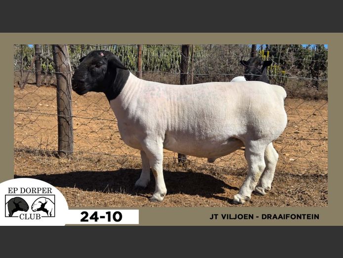 24-10  |  JT VILJOEN - DRAAIFONTEIN