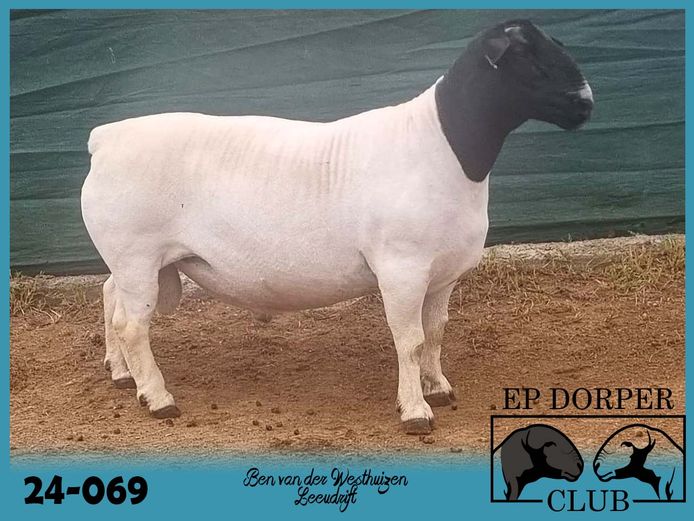 24-069 | Ben van der Westhuizen - Leeudrift