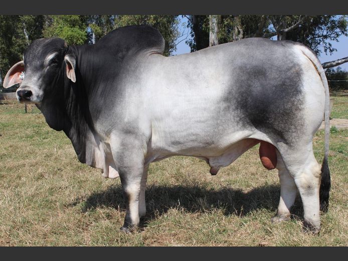 SEMEN | BOS22328 | BW STAAL EDMS BPK