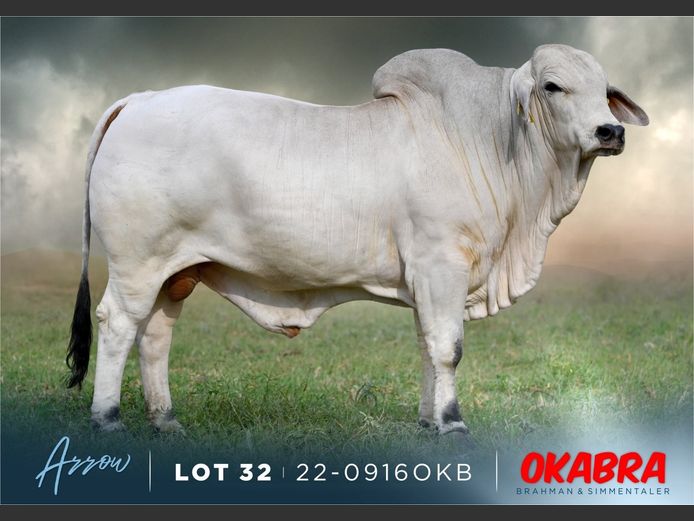 22-0916OKB | OKABRA BRAHMAN