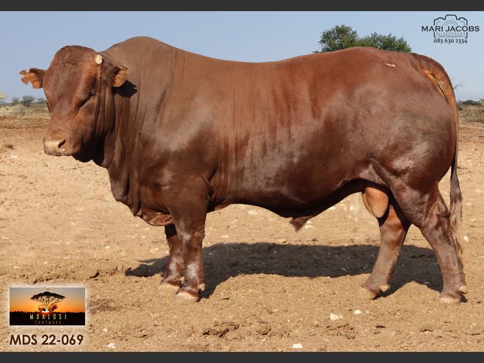 MDS 220069 | MOALOSI BONSMARA
