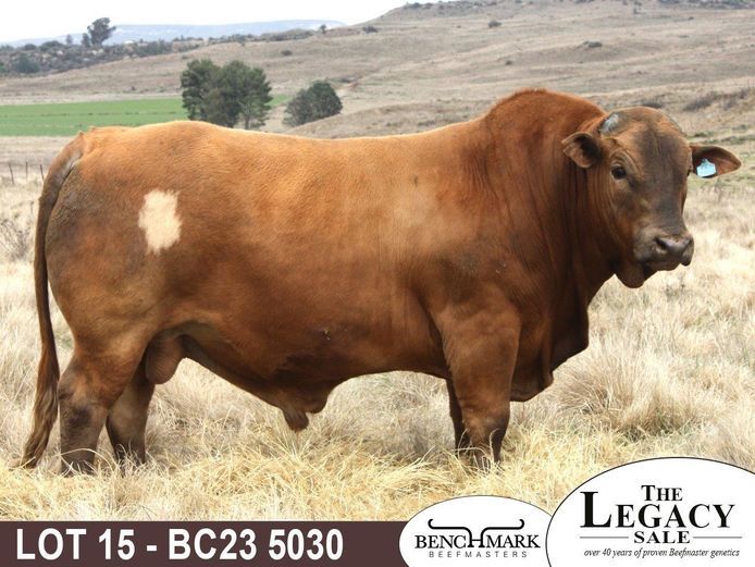 BC235030 | NO 8 CATTLE CO (PTY) LTD