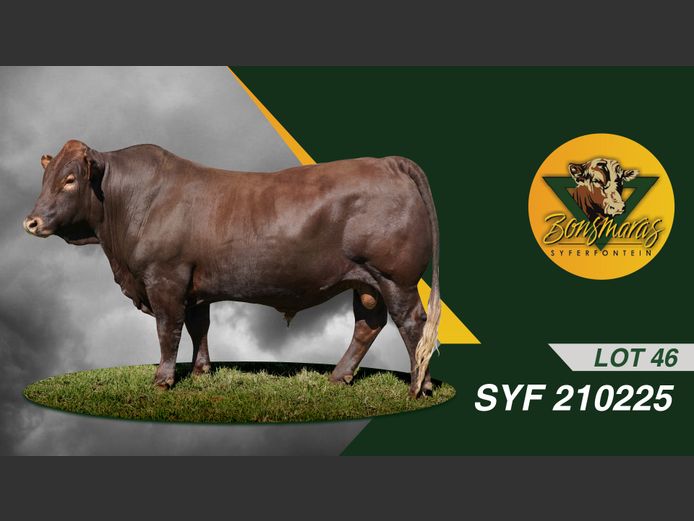 SYF210225 | SYFERFONTEIN BOERDERY