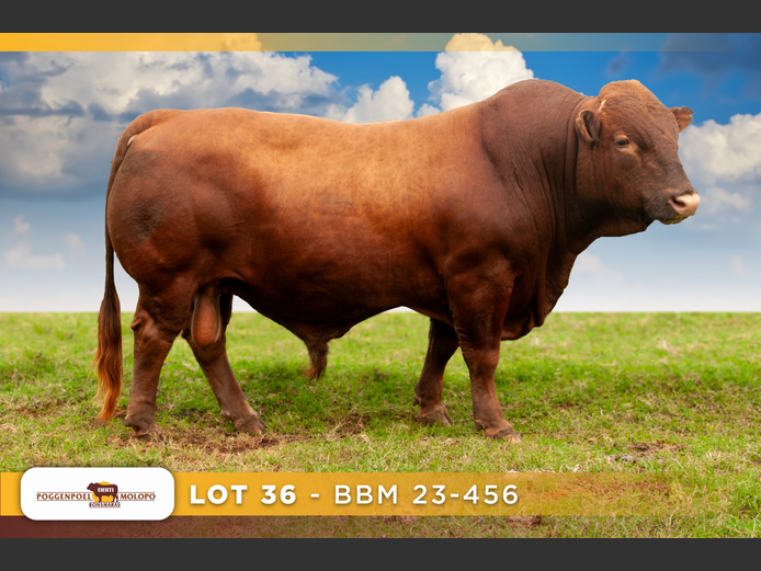 BBM 230456