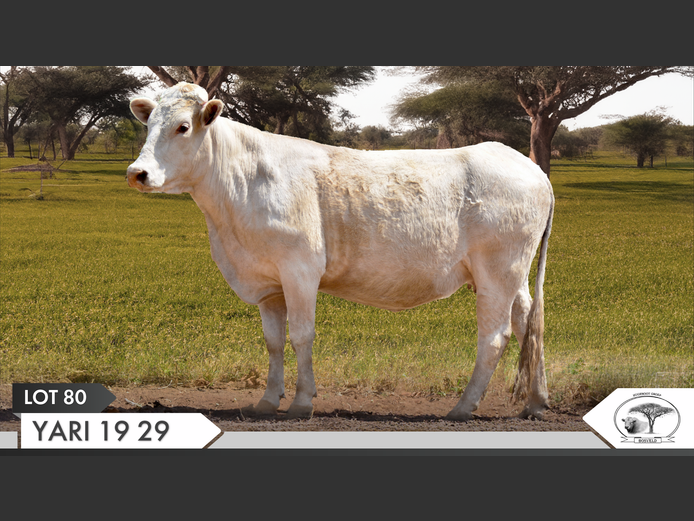 YARI 190029 | YARI STUD