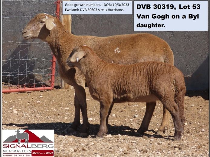 SIGNALBERG MEATMASTERS | DVB 30319
