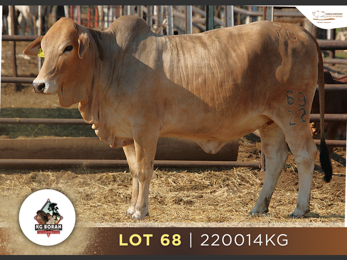 23-0014KG | GUNZEL BORAN