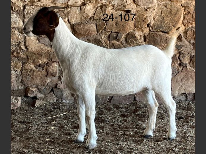 24107 | Chippie Poultney