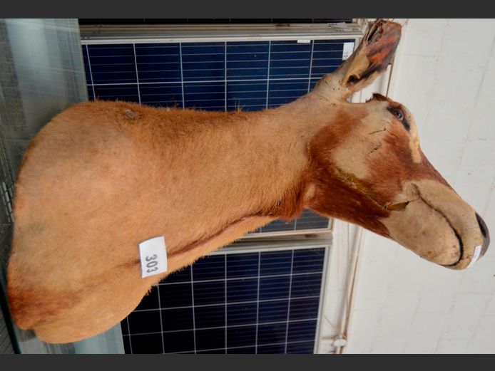 GEMSBOK TROPHY HEAD, 68cm High [No horns, ears worn]