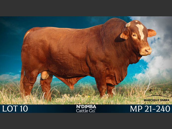 MP21240