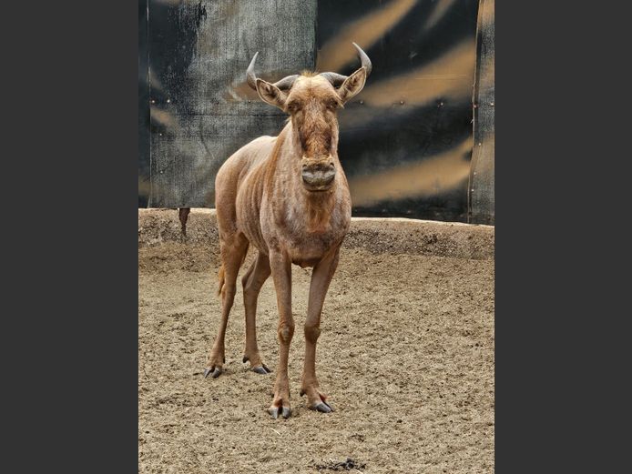 GOLDEN GNU | HARLOU
