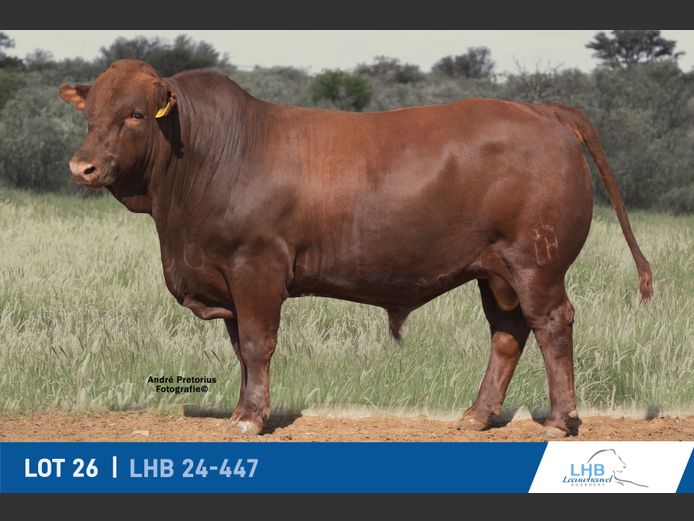 LHB240447 | LEEUHEUWEL BOERDERY (EDMS) BPK