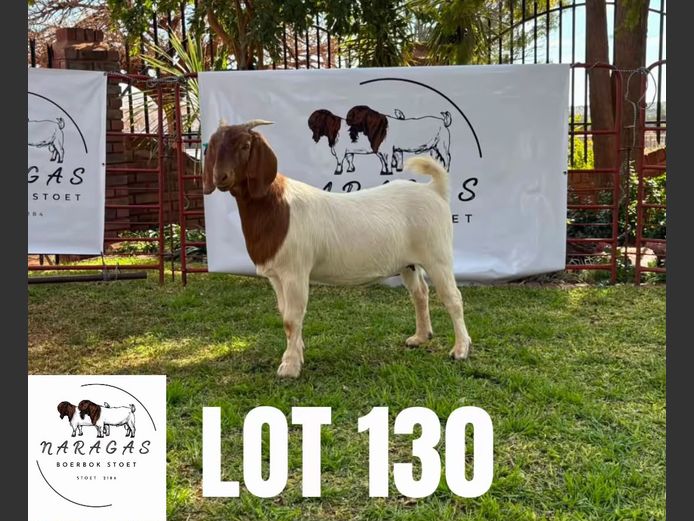 2184250062 | NARAGAS BOERBOKSTOET