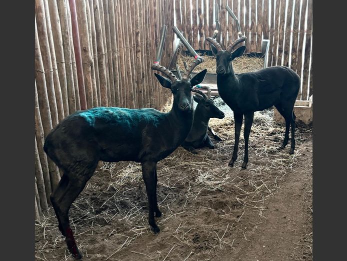 Swart Rooibok Ramme