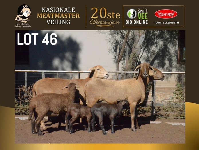 PB 23 55 | Pienaarspan Meatmasters