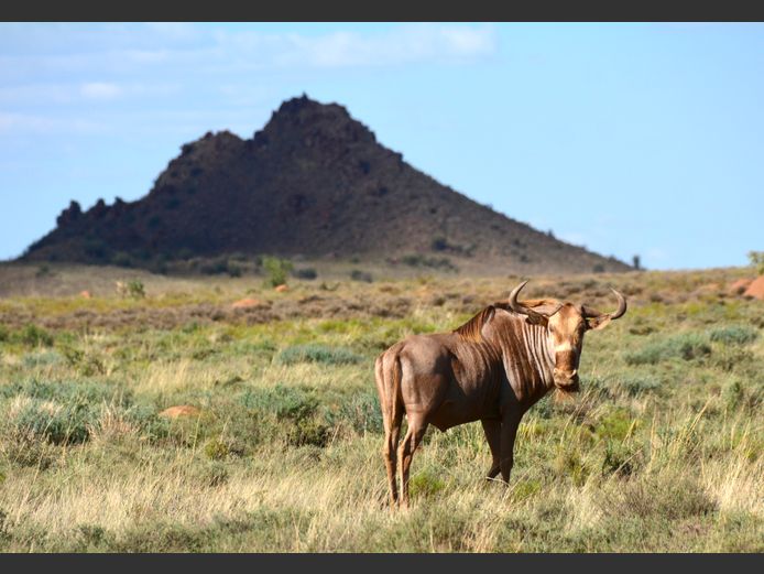 Goue Wildebees | Weltevrede (J Marx)