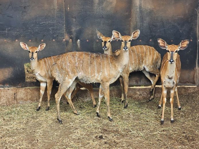 NYALA | 3 X MABALINGWE & 1 X EB WILD