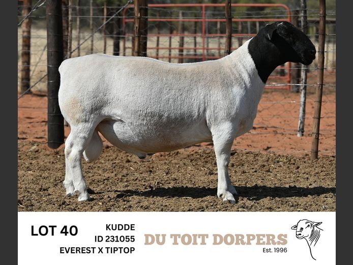 231055 | DU TOIT DORPERS