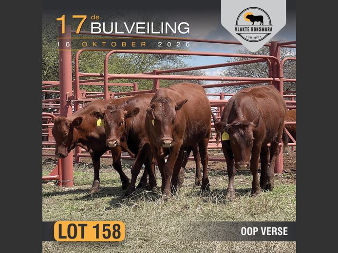 Commercial Animals | Elandskerk Boerdery