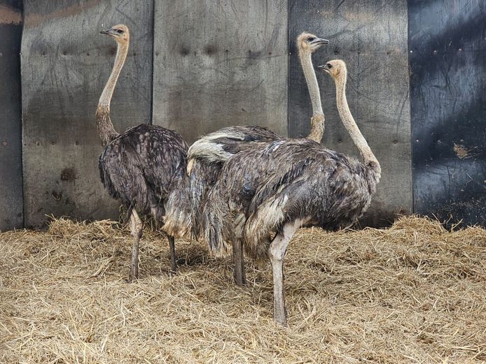 OSTRICHES | HIGHLAND