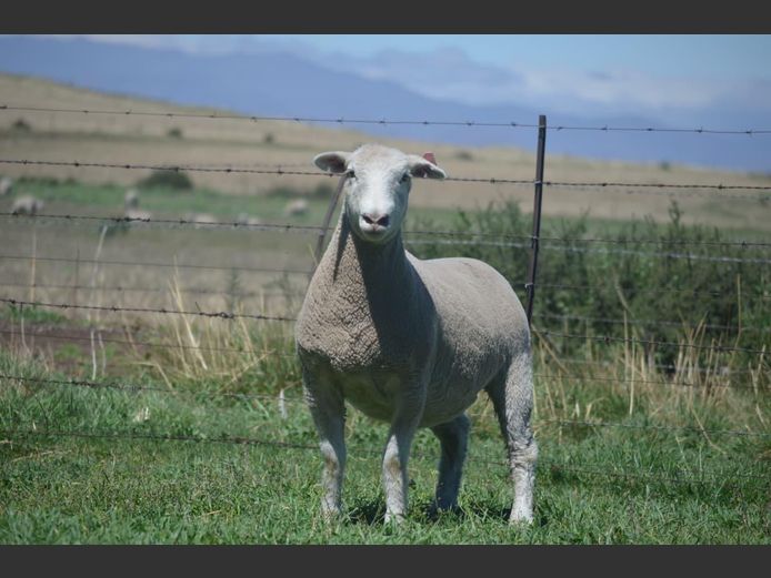 T 240506 | TWEE BROERS DORMER STOET