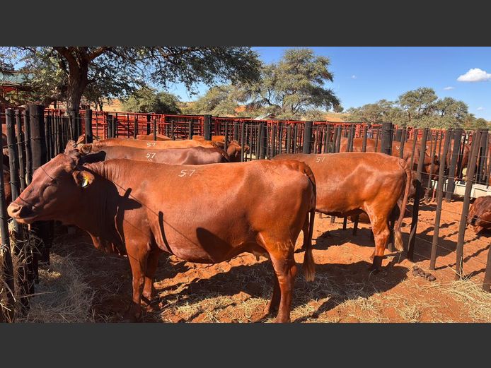 COMMERCIAL FEMALES | HARTEBEESTLOOP BONSMARA