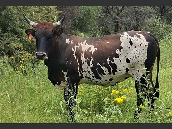 ZNS 230004 | ARIES FAMILIE TRUST