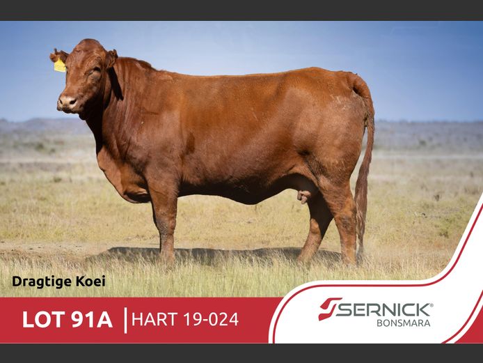HART190024 | SERNICK BONSMARA STOET