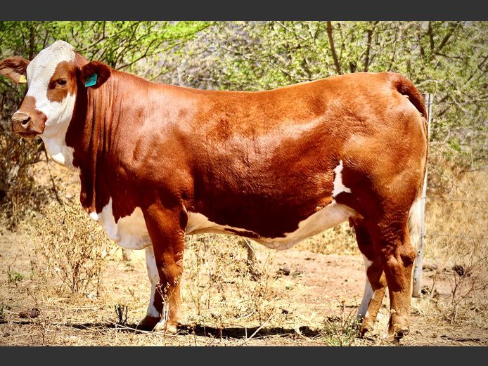 UVS232 | UGAB VALLEY SIMBRAS