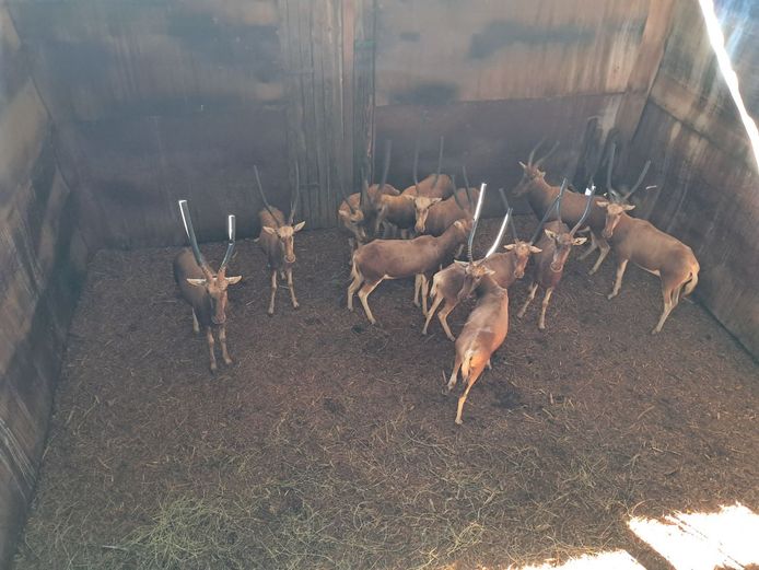 Copper Blesbok | CGOC Bomas - Krompoort Game Capture
