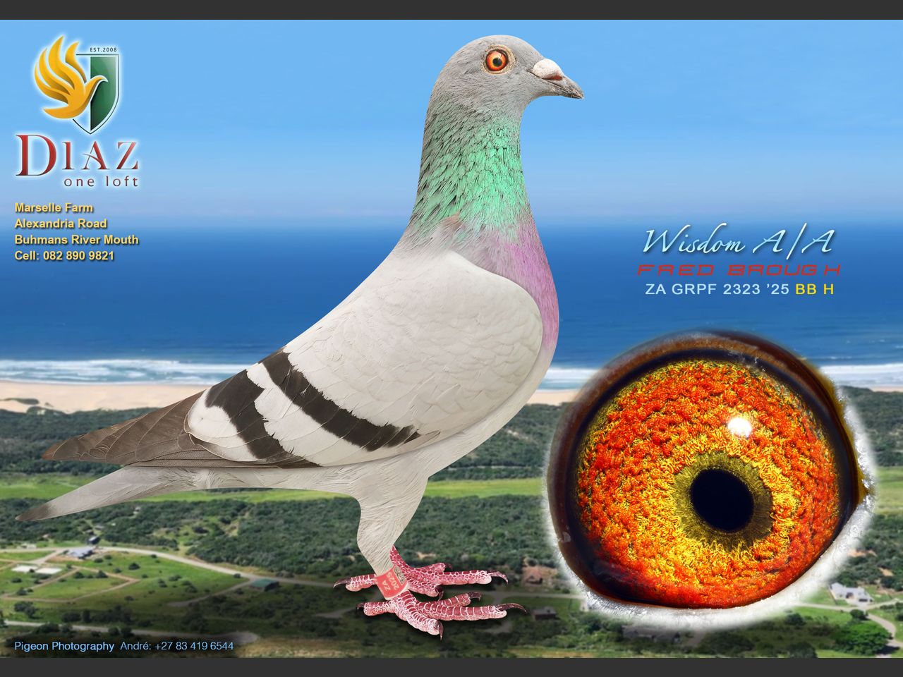 images
