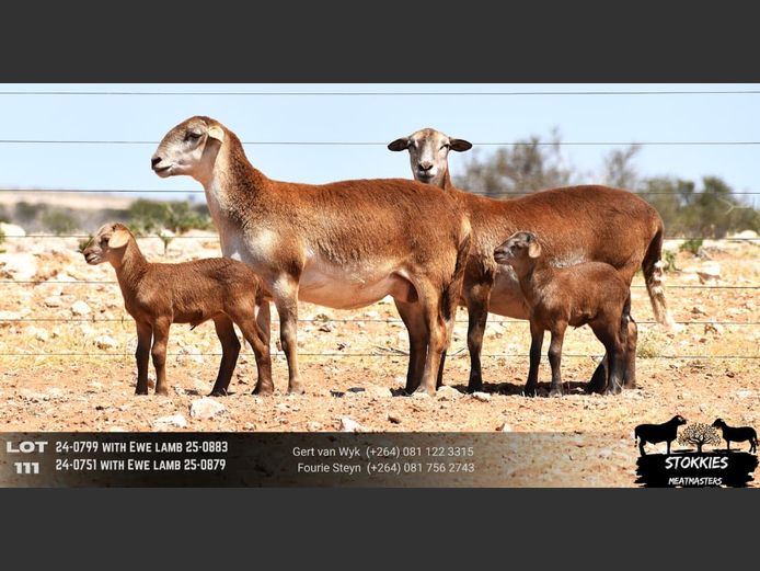 HWH24-0799 | Stokkies Meatmasters