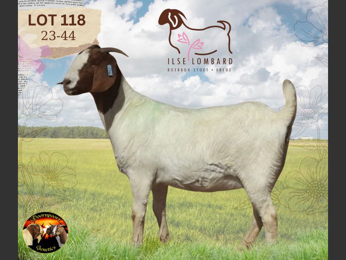 230044 | ILSE LOMBARD