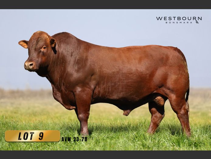 AVW 230070 | WESTBOURN BONSMARAS