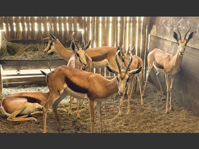 Kalahari Springbokke