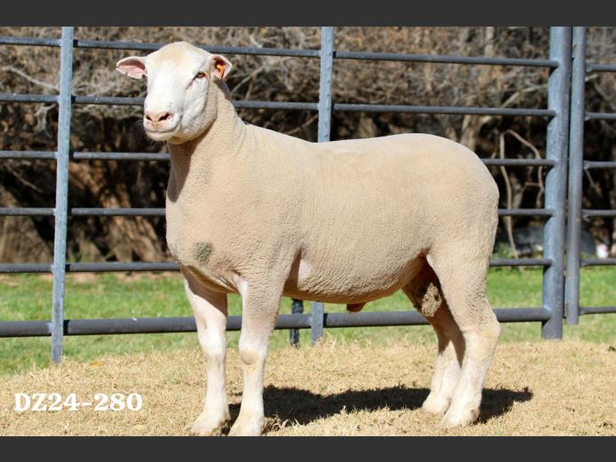 DZ 240280 | 2 STEYNS BOERDERY