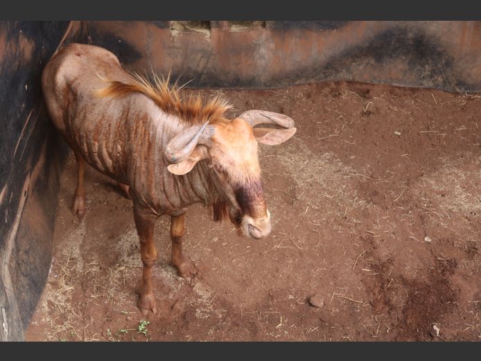GOUE WILDEBEES