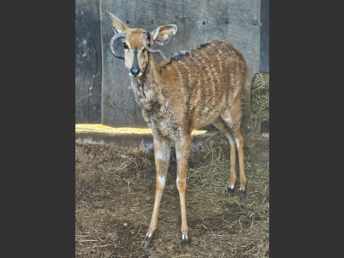 NYALA | LEBENKELE