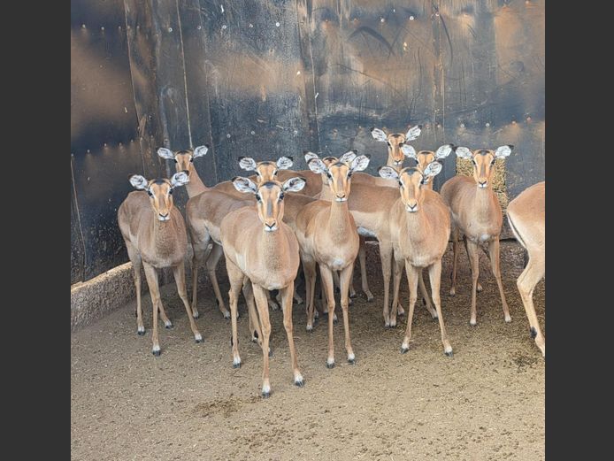 ROOIBOK | HUGOMOND BOERDERY