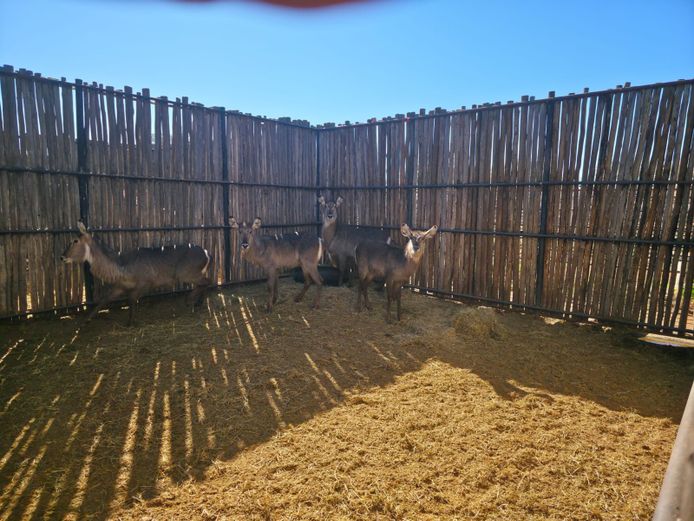 WATERBOK | HANLEY