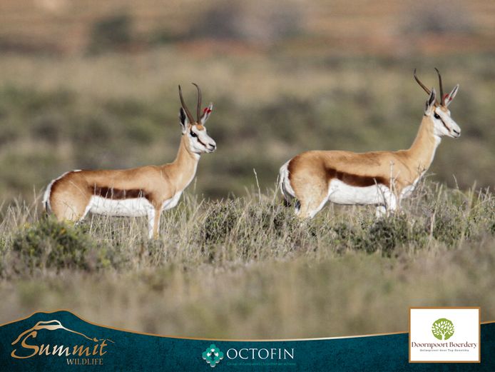 13 6/8" SPRINGBOK EWES RUNNING WITH 18 6/8" "HORNADY"