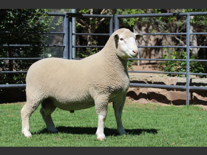 DZ 240124 | 2 STEYNS BOERDERY