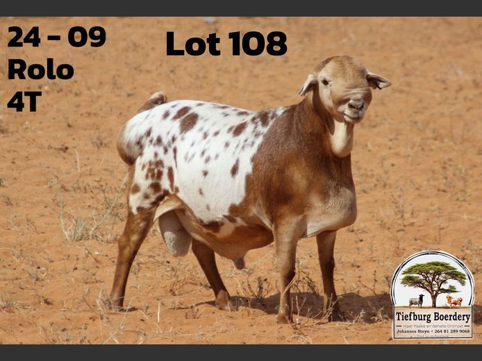 24 09 | TIEFBURG BOERDERY