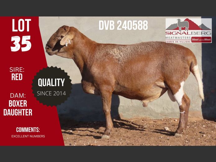 DVB 240588 | SIGNALBERG MEATMASTERS