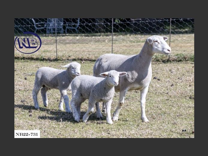 NB220731 | NOVA BARLETTA BOERDERY