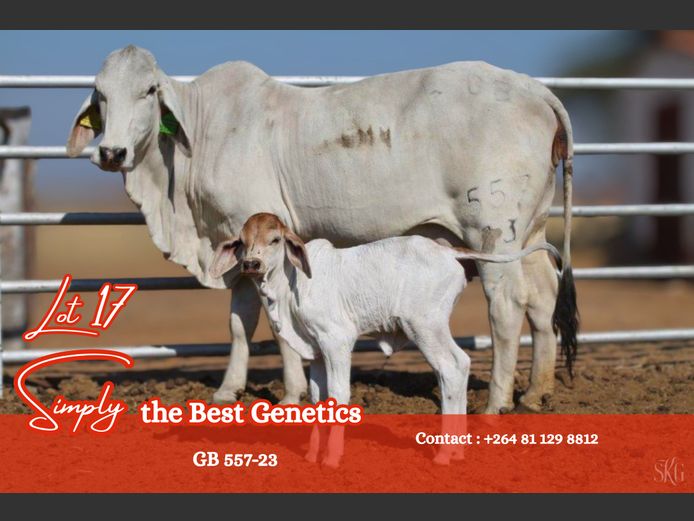 23-0557GB | GROENEWALDT BRAHMANE