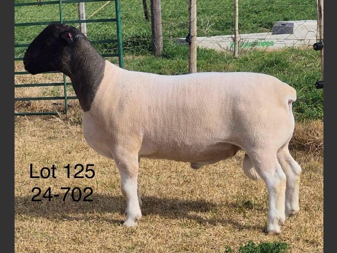 24-702 | DIRK LOTTER