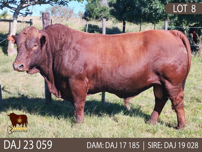 DAJ 230059 | J.D. STIRK