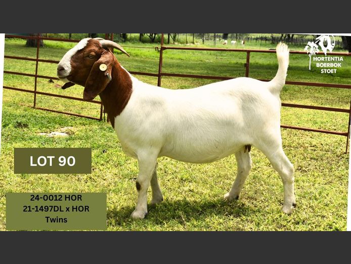 24-0012HOR | HORTENTIA MEATMASTERS