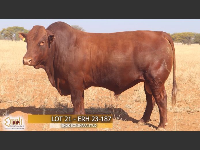 ERH230187 | EMOK BONSMARASTOET